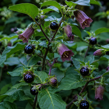 Atropa Belladonna plant seeds for ornamental home gardening and botanical collections