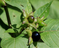Black Belladonna Plant Seeds for Planting, NON GMO Seeds