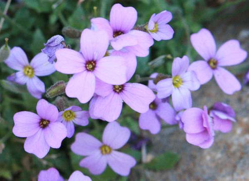 Aubretia Deltoides Plant Seeds for Planting - NON GMO Seeds
