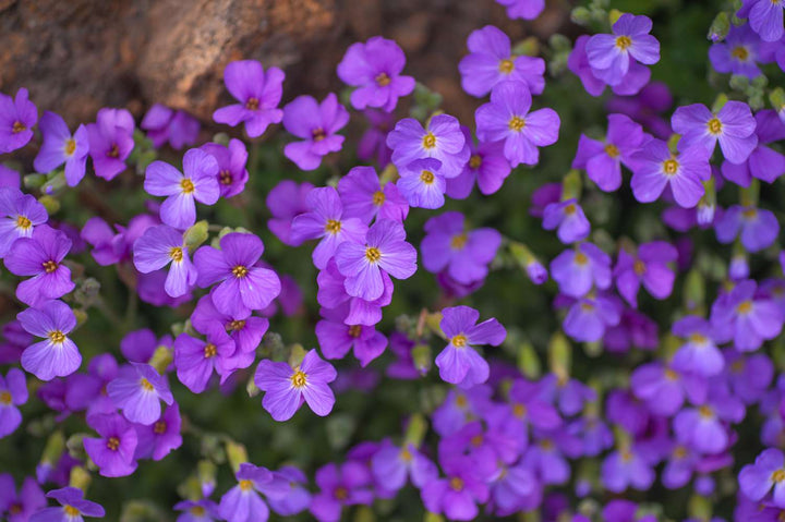 Aubrieta Flower Seeds for Planting 100 pcs