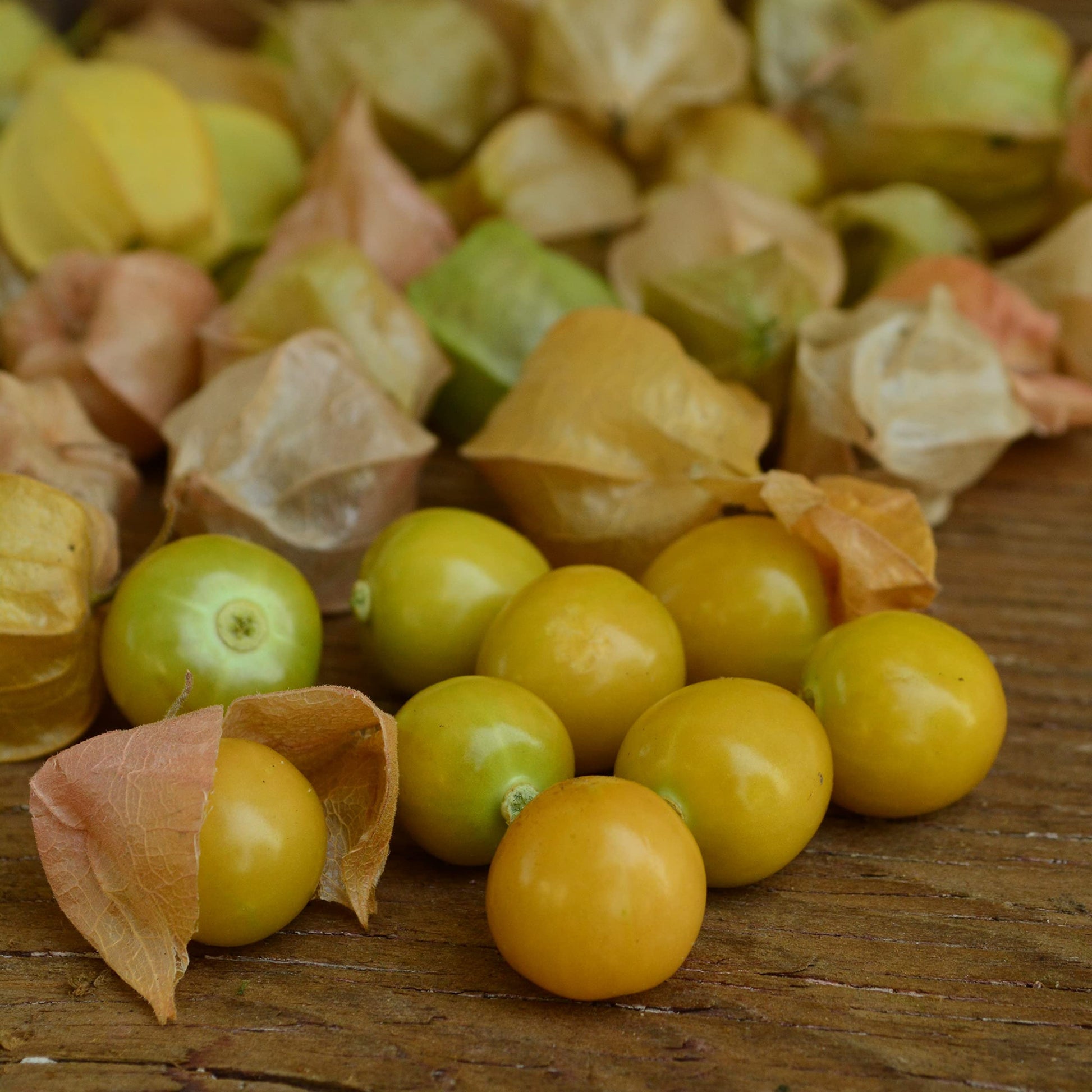 Aunt Molly's Ground Cherry heirloom seeds for home garden planting