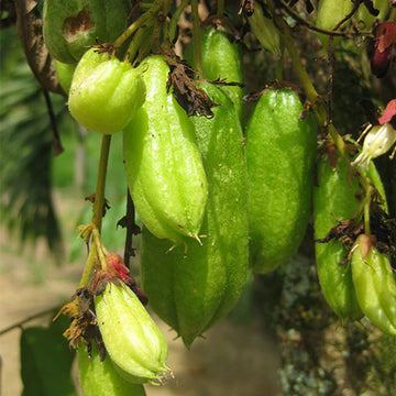 Averrhoa Bilimbi Cucumber Fruit Seeds