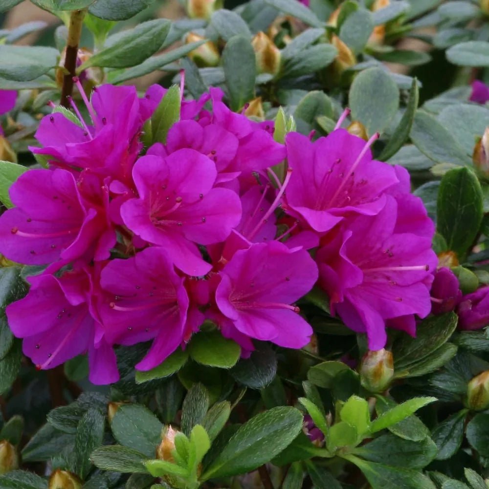 Azalea Geisha Purple flowering shrub with purple blooms