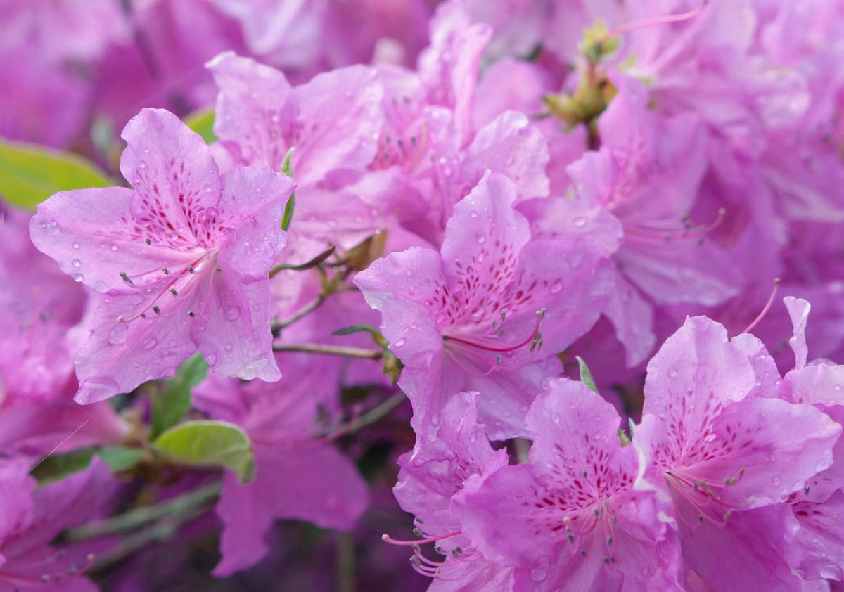 Azalea Flower Seeds for Planting ,Heirloom Seeds -100 pcs - Flower for planting in home garden