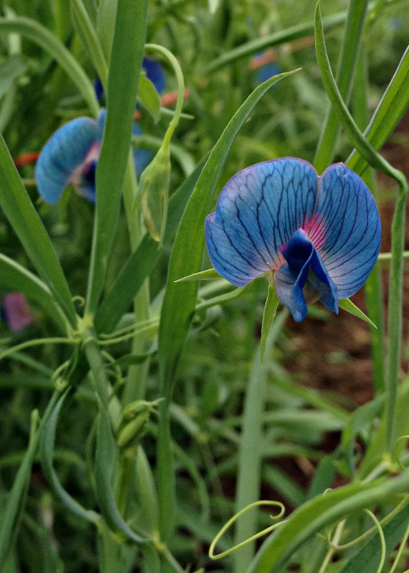 Pea Flower Seeds for Planting, Heirloom, Non-GMO, 100 pcs