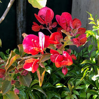San Diego Red Bougainvillea Flower Seeds for Planting - Perennial, Heirloom & Non-GMO Garden Seeds