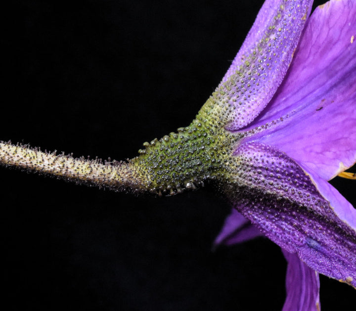 Heirloom Xerophyta Viscosa Flower Seeds, Non-GMO Drought-Tolerant Blooms for Garden Planting