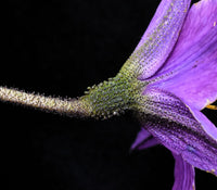 Heirloom Xerophyta Viscosa Flower Seeds, Non-GMO Drought-Tolerant Blooms for Garden Planting