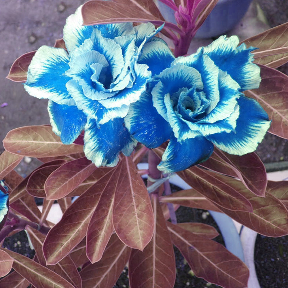 Heirloom Non-GMO Sky Blue Adenium Obesum Flower Seeds for Planting – Exotic Desert Rose Seeds