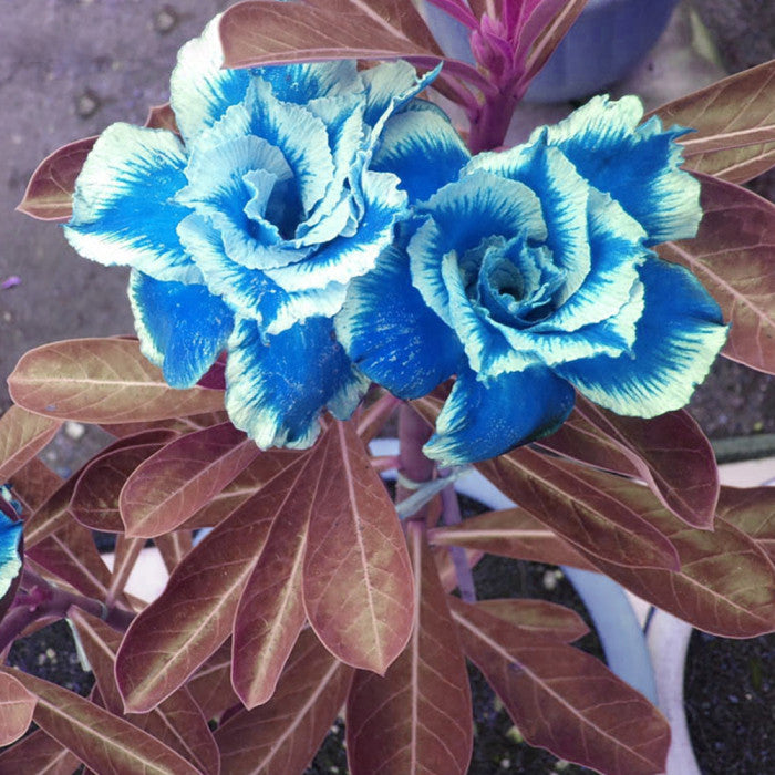 Organic Heirloom Blue White Adenium Seeds – Non-GMO Desert Rose Seeds for Planting