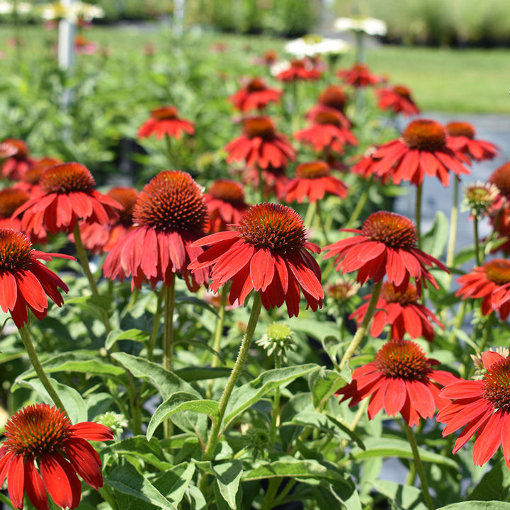 Red Echinacea Coneflower Seeds for Planting - Heirloom Seeds to attract Pollinators & Butterflies