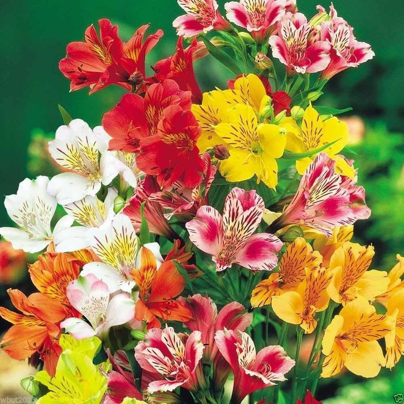 Heirloom Non-GMO Alstroemeria Flower Seeds for Planting – Vibrant Peruvian Lily Blooms