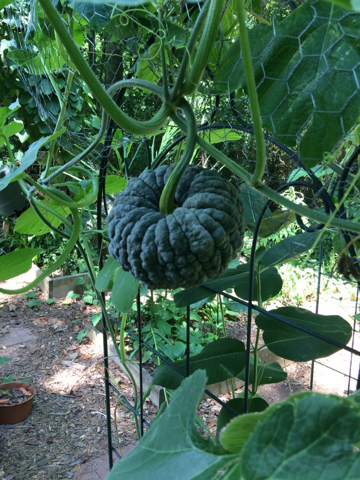Futsu Squash Vegetable Seeds for Planting - heirloom & Non-GMO Seeds