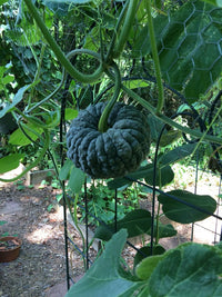 Futsu Squash Vegetable Seeds for Planting - heirloom & Non-GMO Seeds