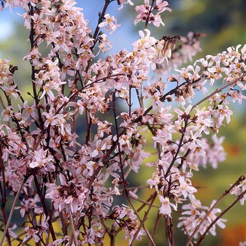 Pink Trifoliate Forsythia Seeds for Planting, NON GMO Seeds