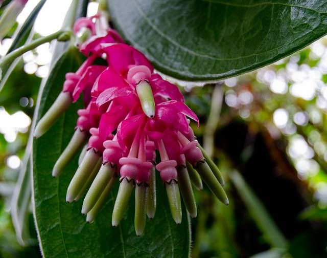 Heirloom Non-GMO Cavendishia Grandifolia Flower Seeds for Planting – Rare Tropical Garden Blooms