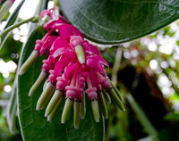 Heirloom Non-GMO Cavendishia Grandifolia Flower Seeds for Planting – Rare Tropical Garden Blooms