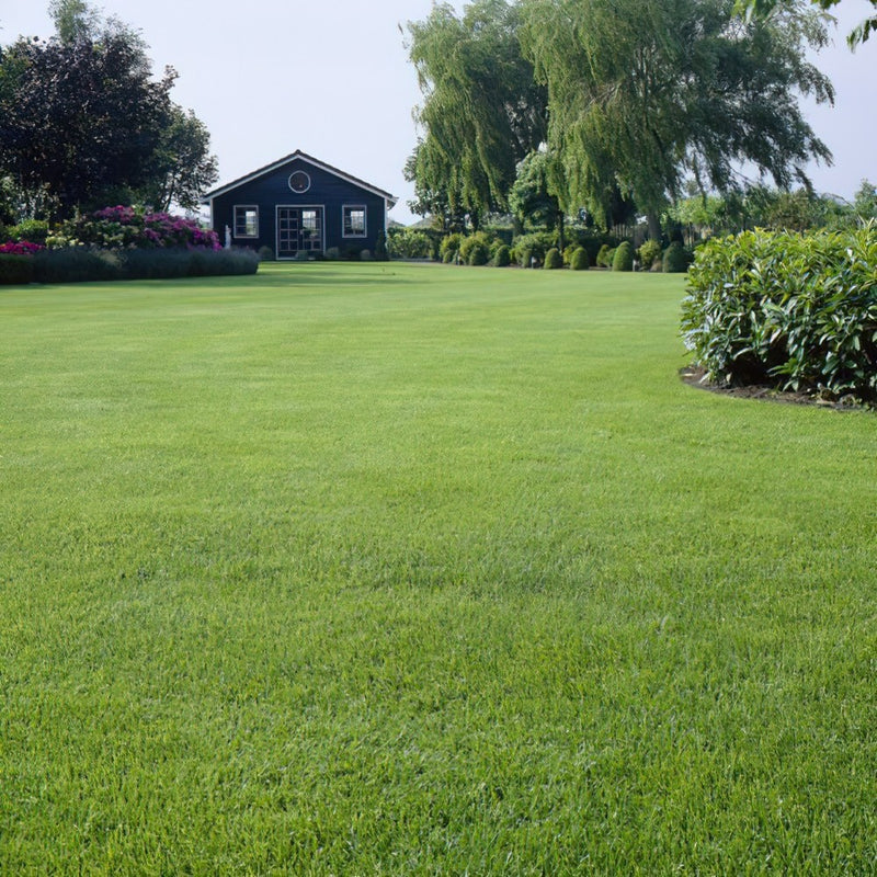 Lush green lawn with a house and trees in the background