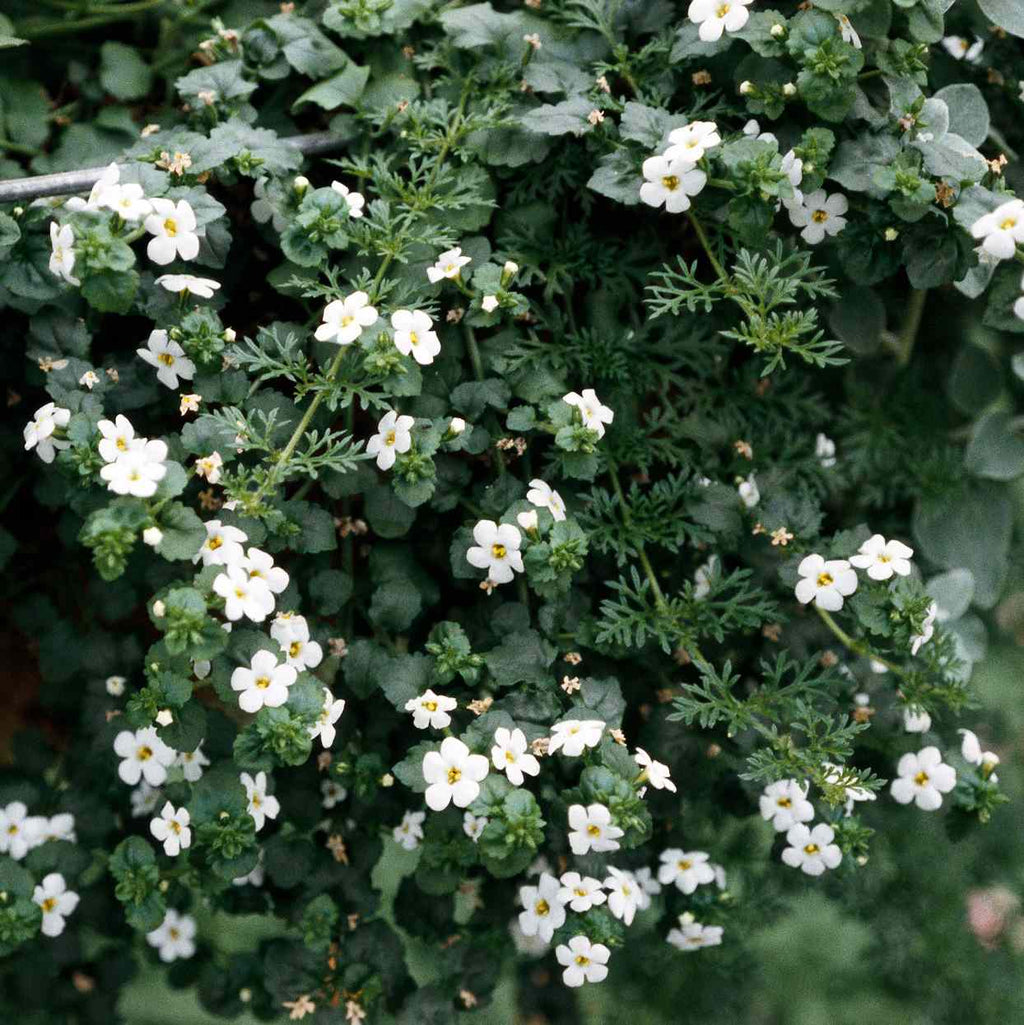 Bacopa Colgantes Flower Seeds for Planting, 100 pcs