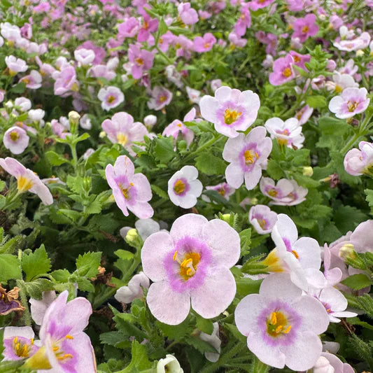 Blutopia Flower Seeds for Planting, Heirloom, Non-GMO, 100 pcs