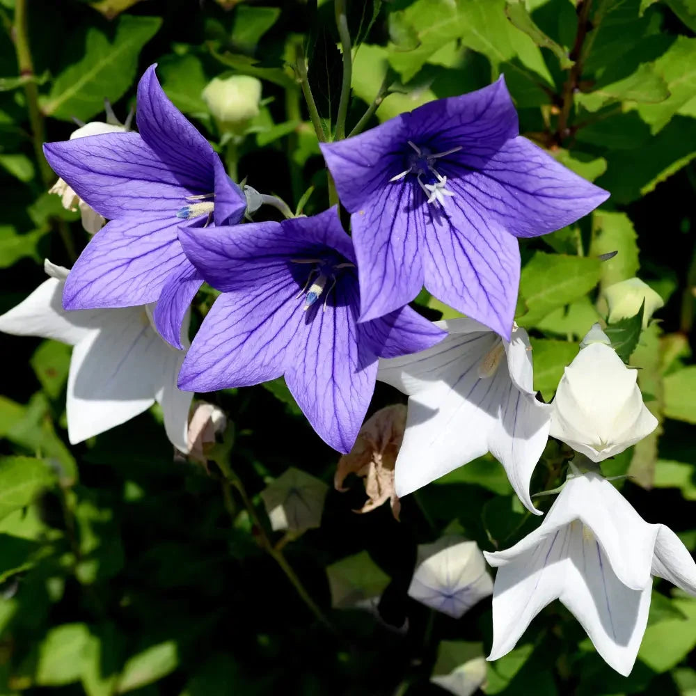 Balloon Flower Mix with star-shaped blooms in a garden