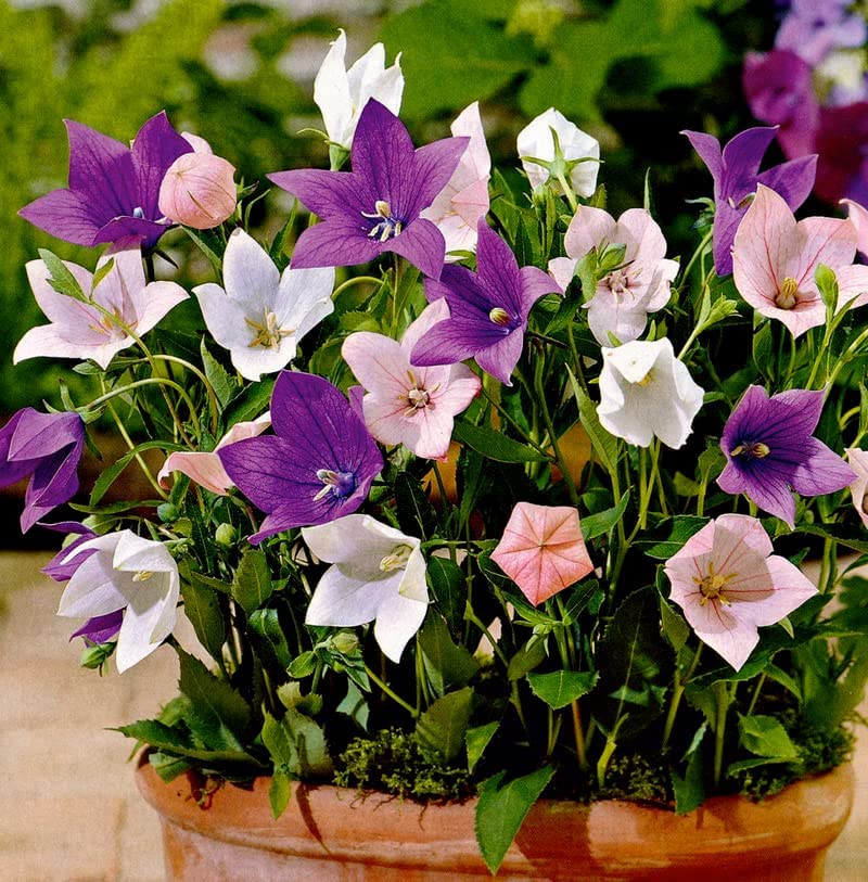 Balloon Flower Mix Platycodon grandiflorus seeds for garden planting