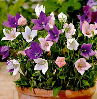 Balloon Flower Mix Platycodon grandiflorus seeds for garden planting
