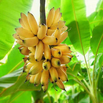 Banana Fruit Seeds