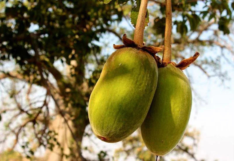 Adansonia Digitata Baobab Fruit Seeds