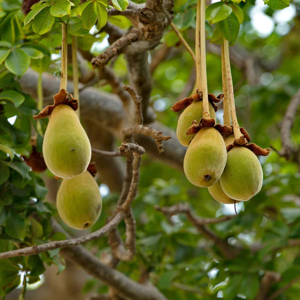 Adansonia Digitata Baobab Fruit Seeds