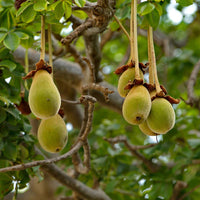 Adansonia Digitata Baobab Fruit Seeds