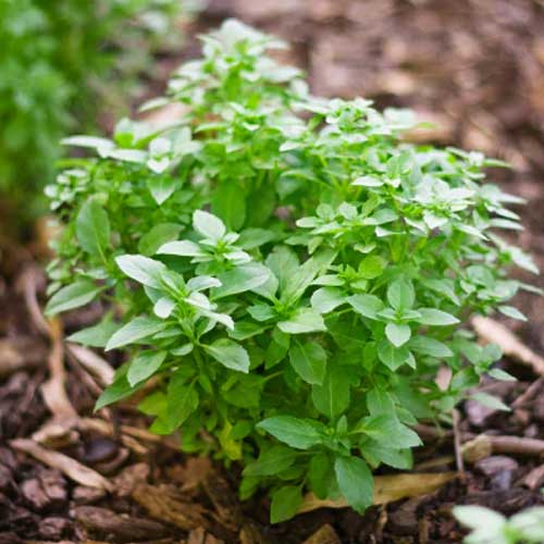 Greek Basil Seeds for Planting Scientific Name Placeholder for planting in home garden