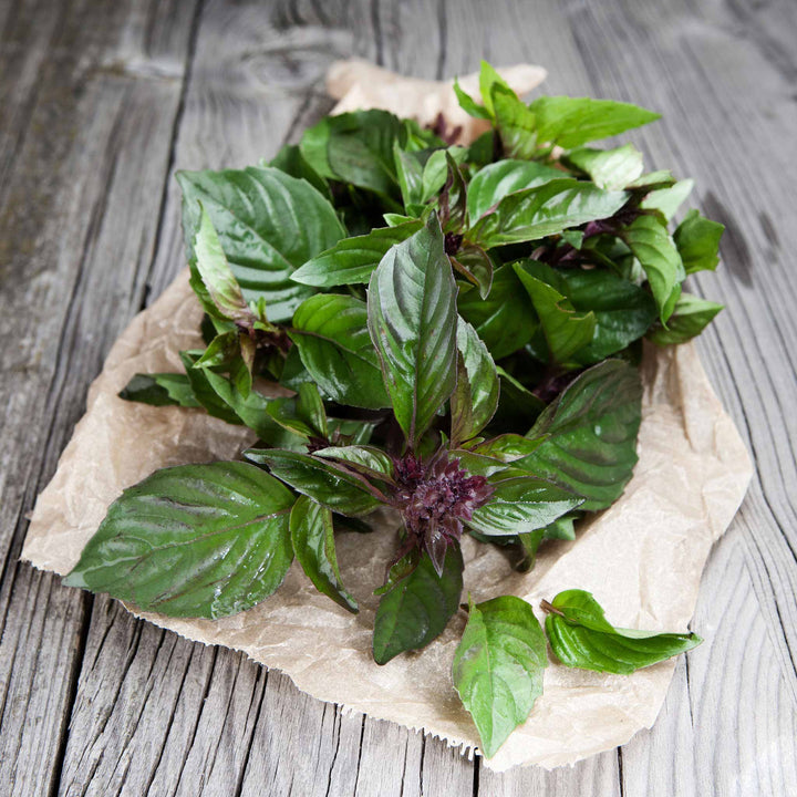 Thai Basil Herb Seeds for Planting – Heirloom & Non-GMO Seeds for Arom