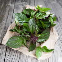 Thai Basil Herb Seeds for Planting – Heirloom & Non-GMO Seeds for Arom