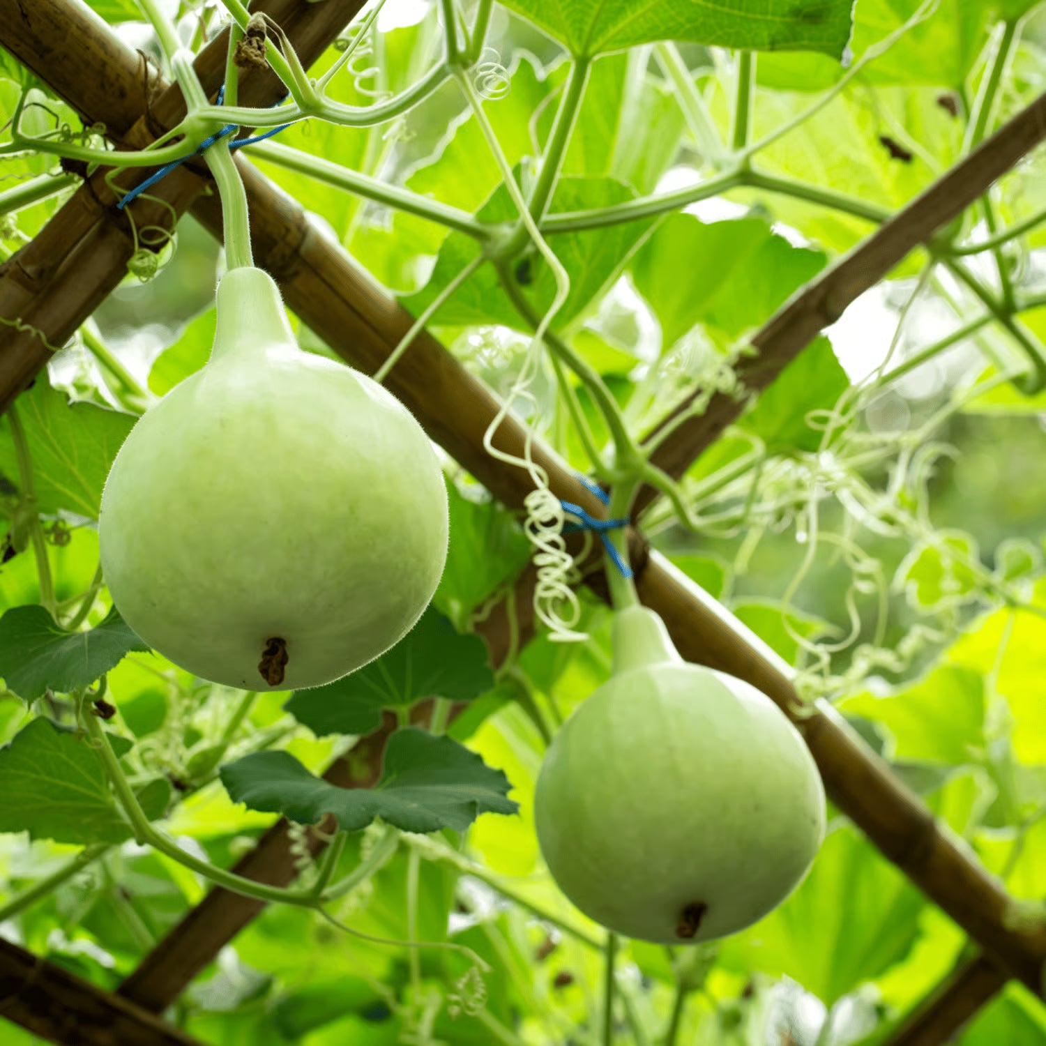 Round Bottle Gourd Vegetable Seeds for Planting heirloom & Non-GMO Seeds