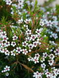Geraldton Flower Seeds for Planting, 100 pcs seeds for planting in home garden