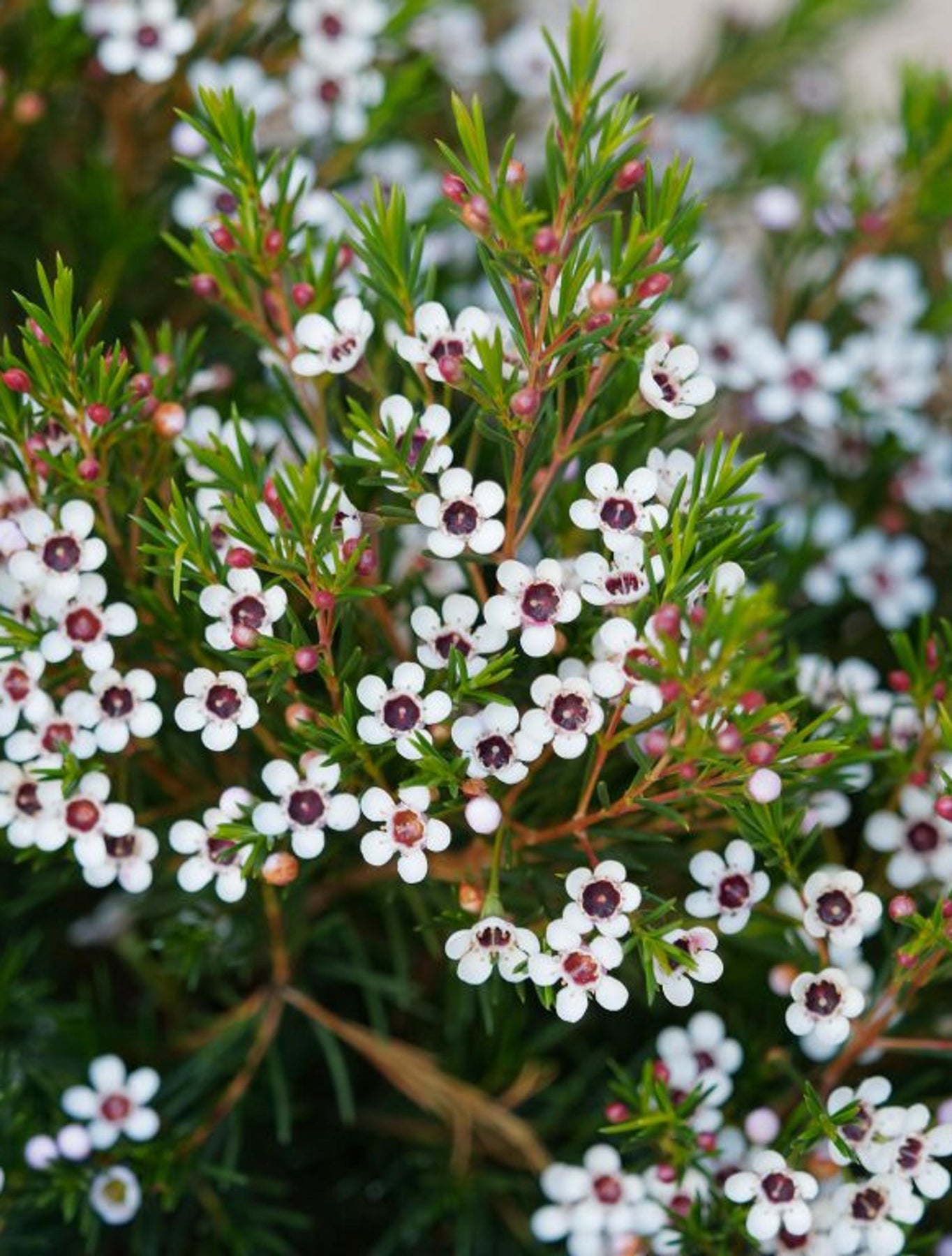 Geraldton Flower Seeds for Planting, 100 pcs seeds for planting in home garden
