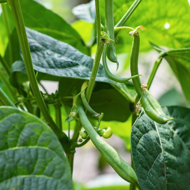 Blue Lake Pole Bean Seeds for Planting heirloom & Non-GMO Seeds