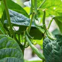 Blue Lake Pole Bean Seeds for Planting heirloom & Non-GMO Seeds