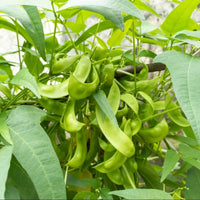 Henderson Bush Lima Bean Seeds for Home Garden Planting | Heirloom Non-GMO