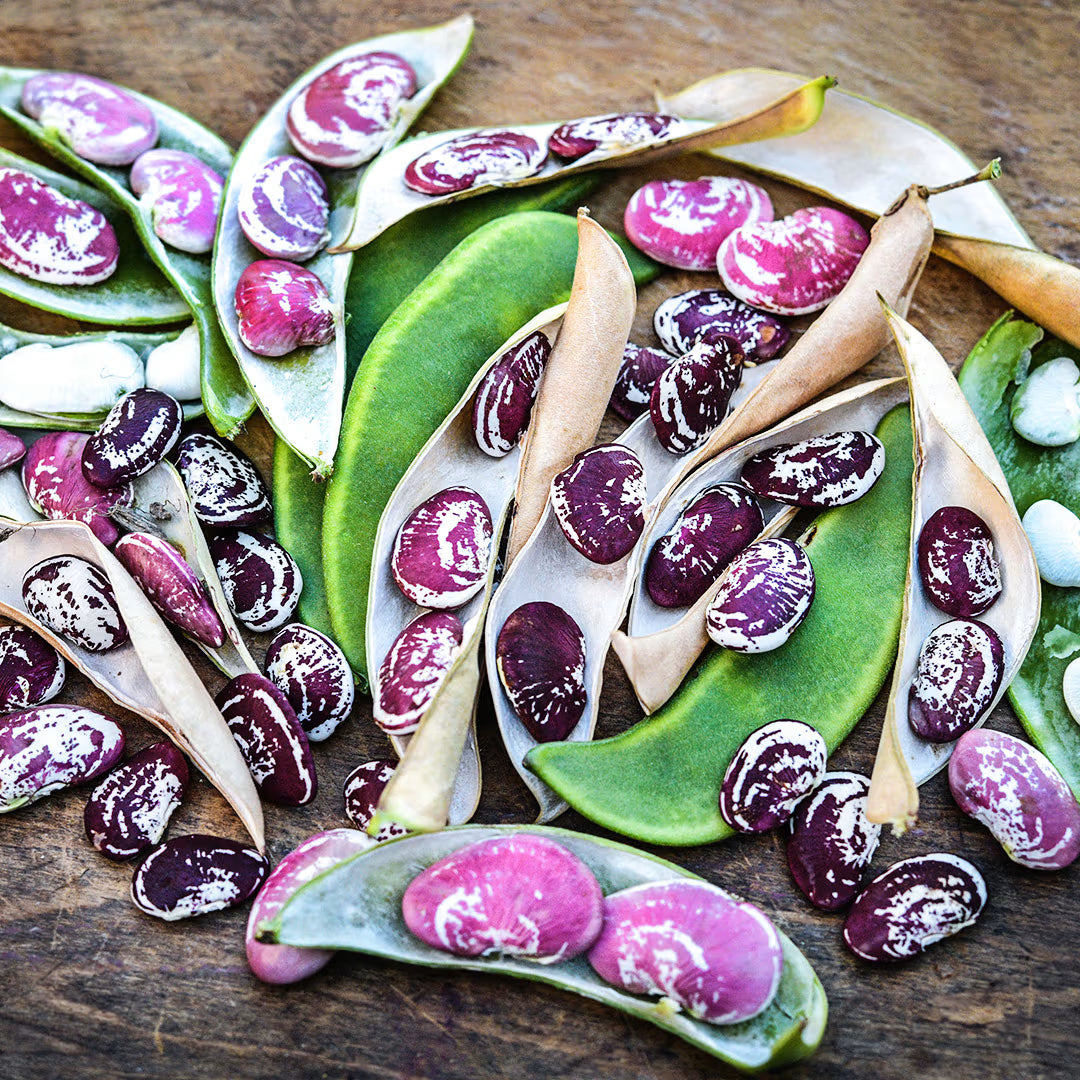 Christmas Speckled Lima Bean Seeds for Home Garden Planting | Heirloom Non-GMO
