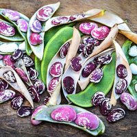 Christmas Speckled Lima Bean Seeds for Home Garden Planting | Heirloom Non-GMO