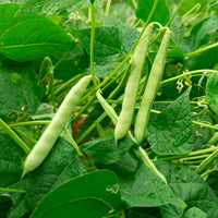 Blue Lake Pole Bean Seeds for Planting heirloom & Non-GMO Seeds
