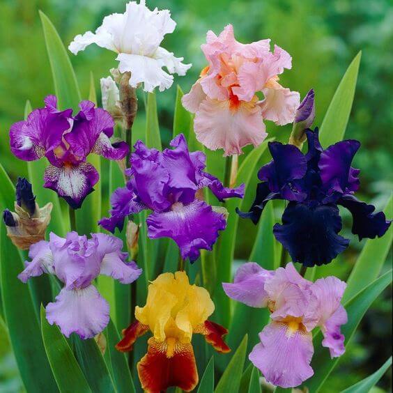 Mixed color perennial iris flowers blooming in a garden