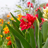 Canna plants prepared for easy garden planting