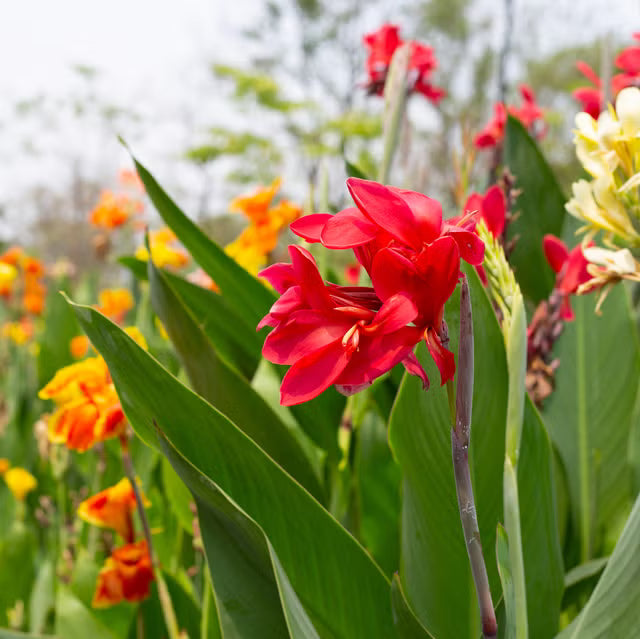Canna plants prepared for easy garden planting