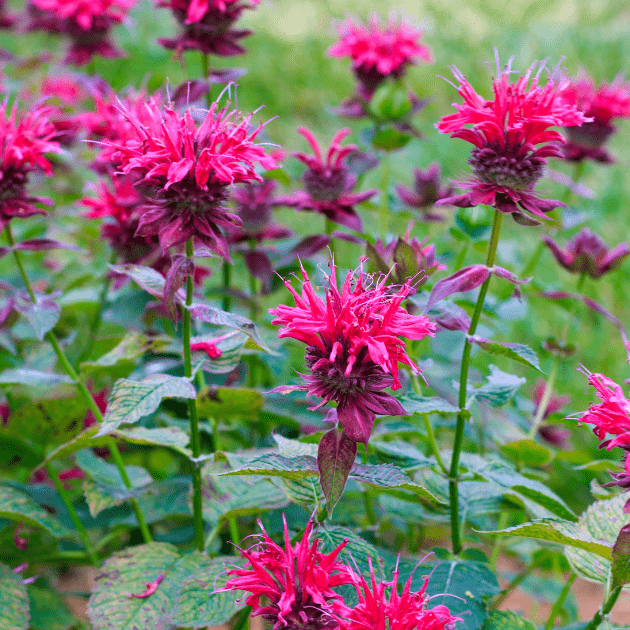 Beebalm Flower Seeds Heirloom Non GMO Planting - 100 pcs