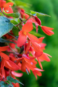 Heirloom Boliviensis Flower Seeds, Non-GMO Vibrant Tuberous Blooms for Lush Garden Planting