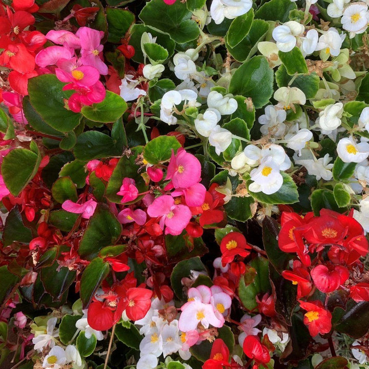 Heirloom Non-GMO Pelleted Begonia Flower Seeds for Planting – Easy-Grow Blooming Flower Seeds