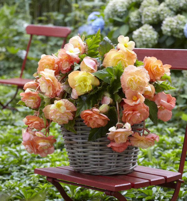 Begonia Flower Seeds Heirloom Non GMO Planting - 100 pcs